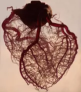 Cardiovascular disease & Functional Fitness